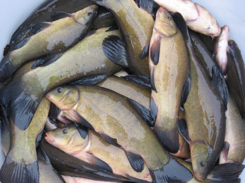 pisciculture friesen