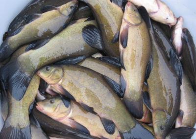 pisciculture friesen