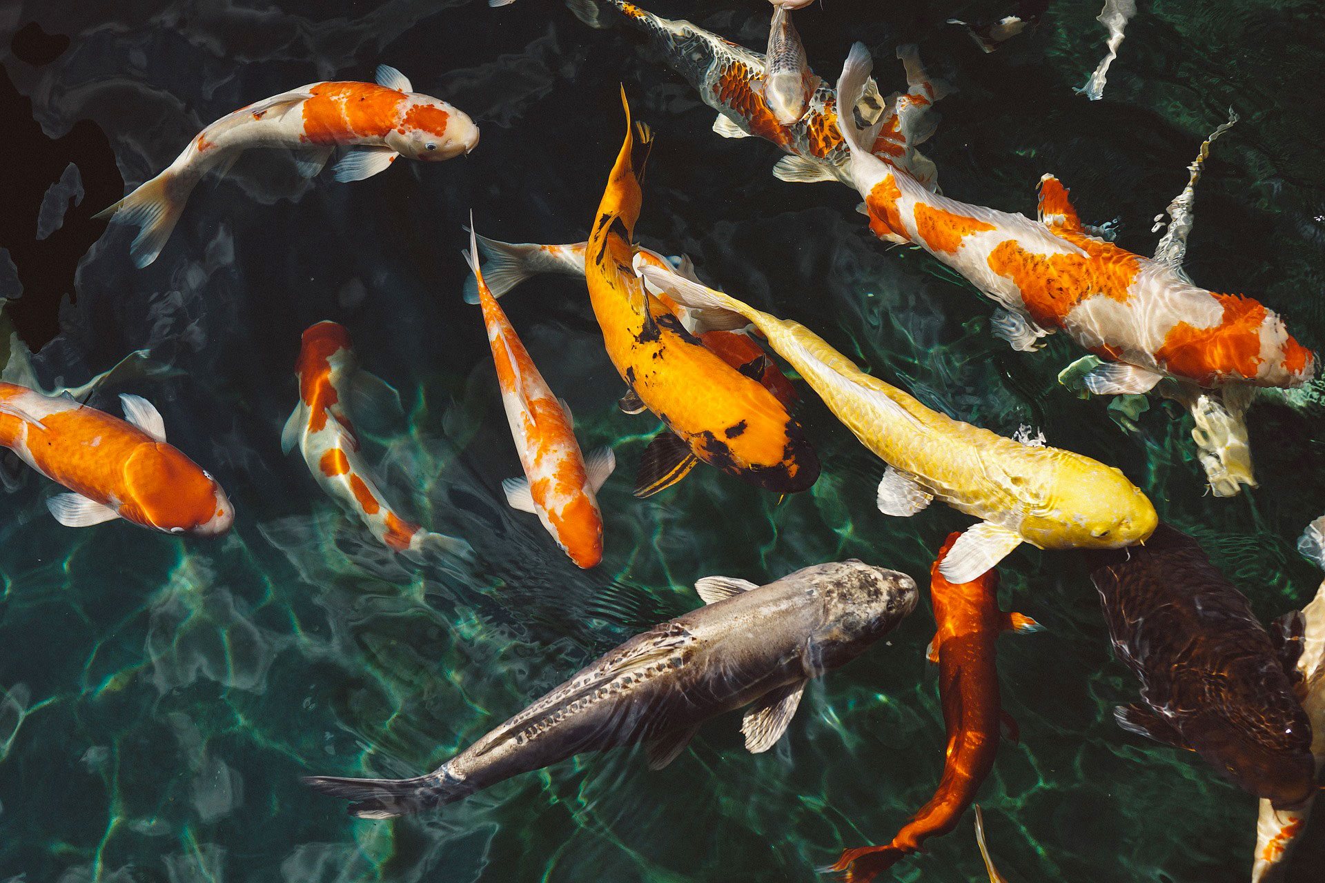 Pisciculture Haut Rhin : suivi de la qualité de l'eau