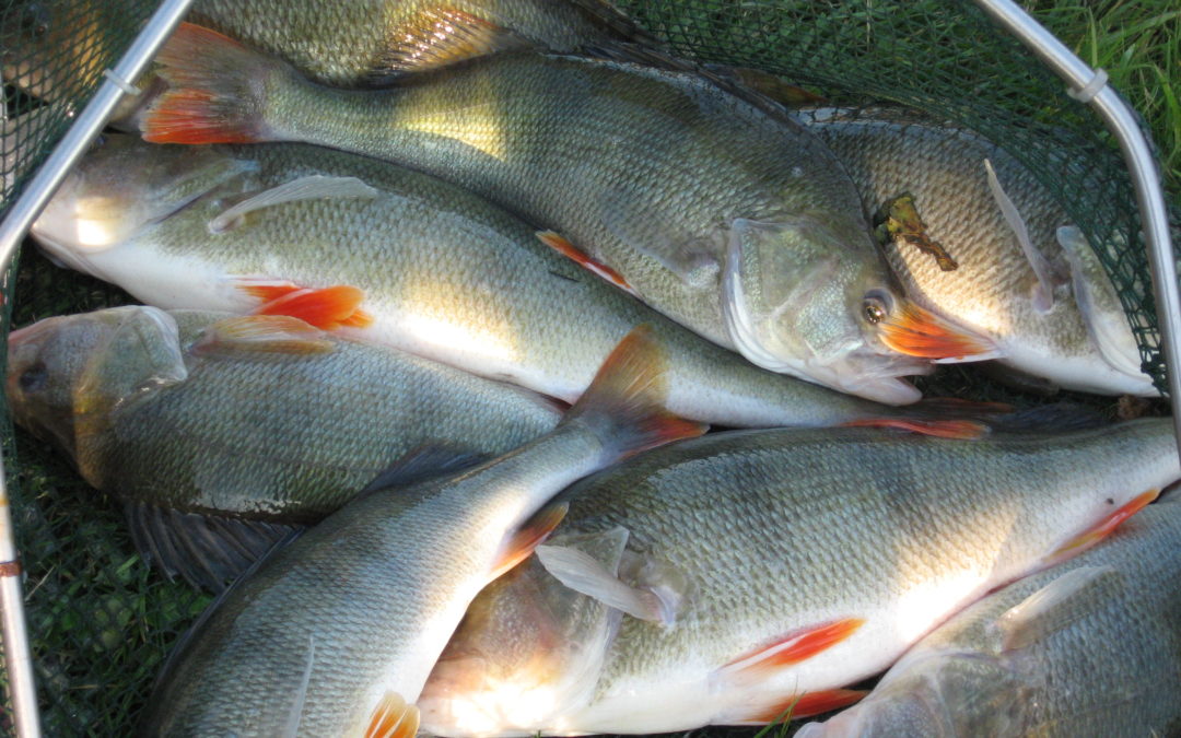 Pisciculture à Friesen