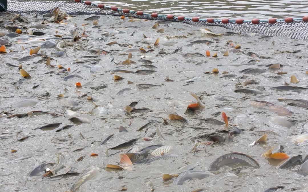 Pisciculture dans le Haut-Rhin, en route pour Friesen !