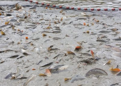 élevage de poissons en Alsace