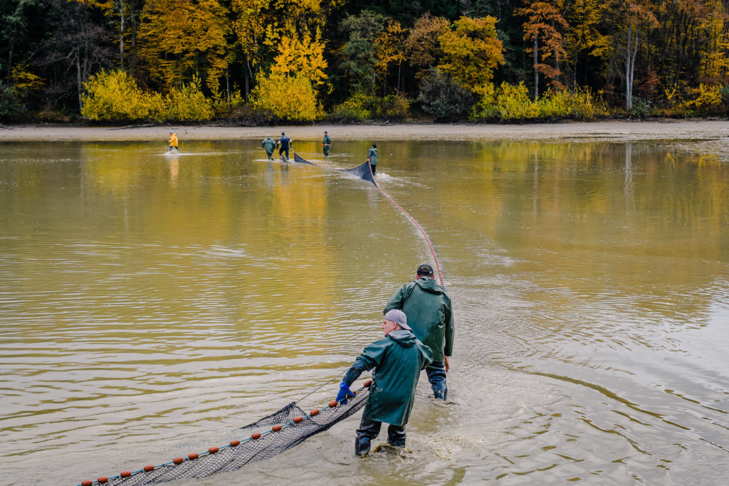 repeuplement de poissons en Alsace