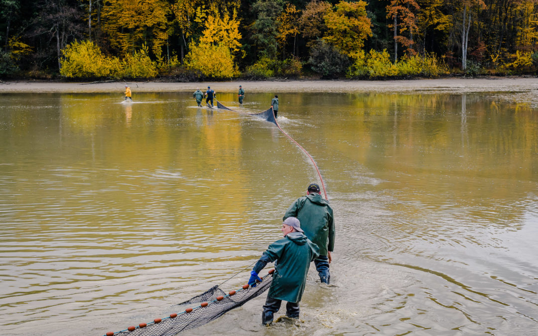 Repeuplement de poissons en Alsace