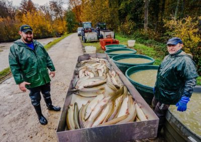 Truite de pisciculture à Friesen