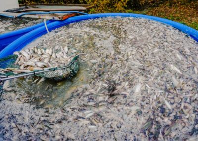 Élevage de poisson à Reschel