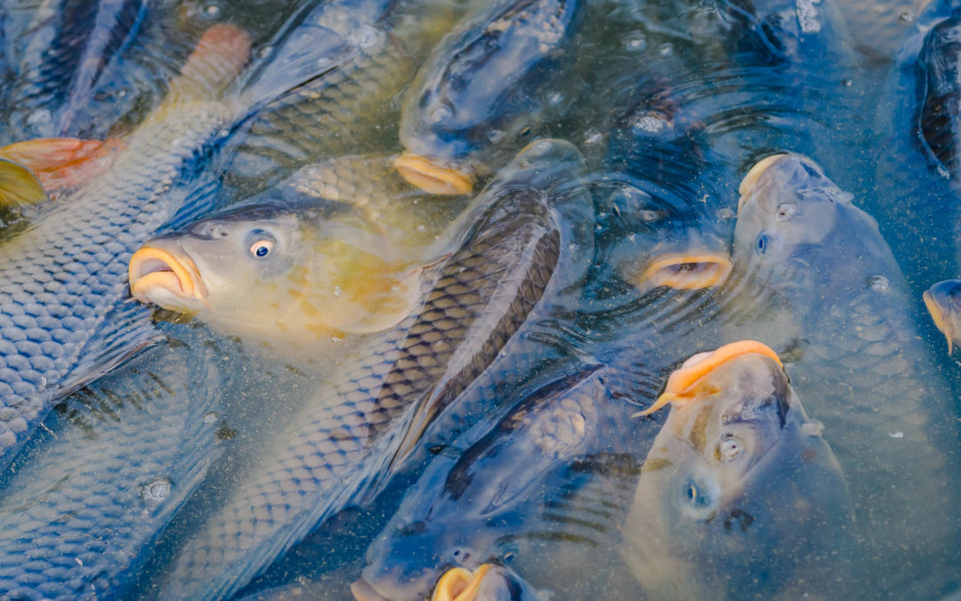 Vente de poissons vivants en Alsace : choisissez la qualité de votre pisciculture